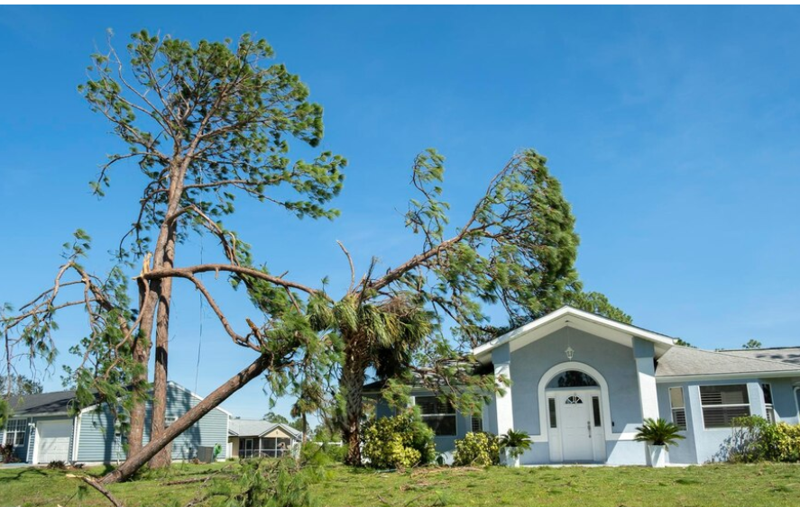 Tree fallen on a light blue house after a storm; green grass, blue sky.